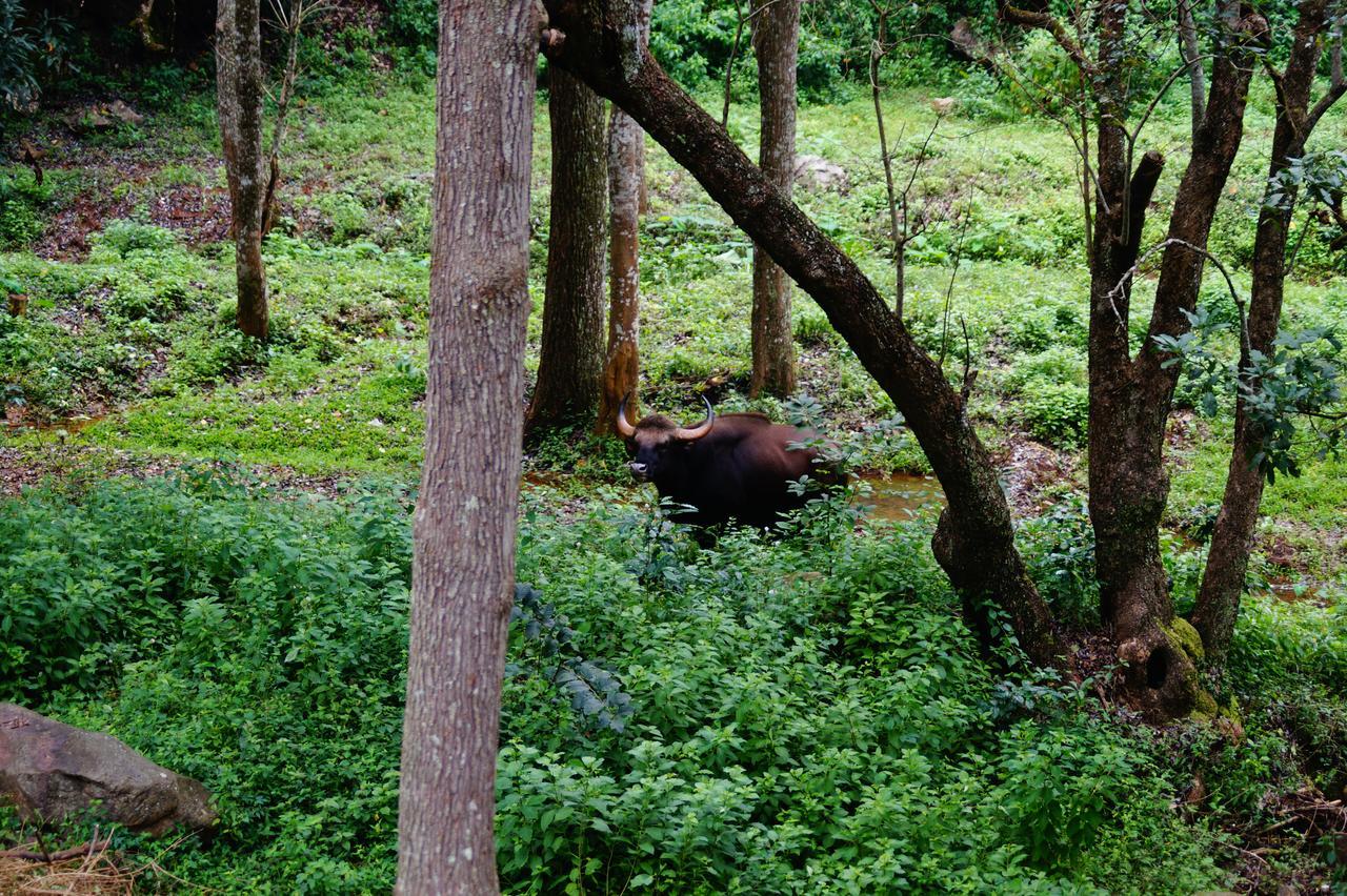 Secret Valley Jungle Resort Ooty Exterior foto